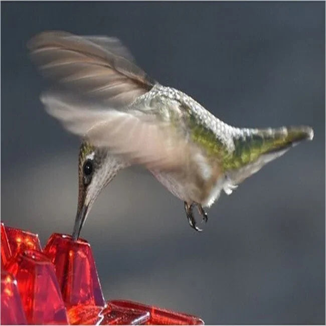 🏡(Spring Sale) 🐦Hummingbird Feeder With Anti-Bug Moat