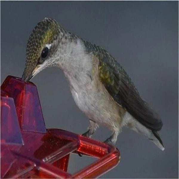 🏡(Spring Sale) 🐦Hummingbird Feeder With Anti-Bug Moat