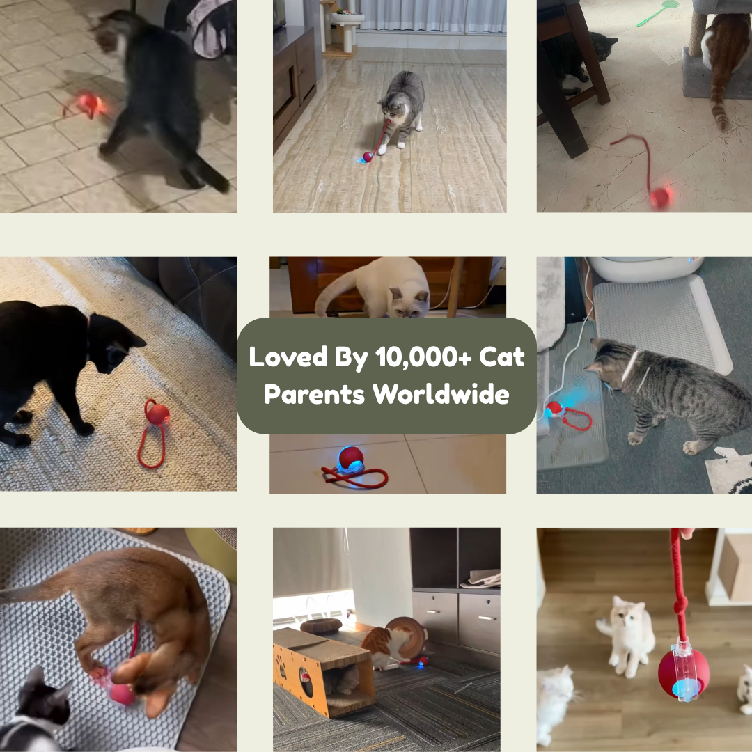 Interactive Smart Ball - The Ultimate Cat Bore-Buster