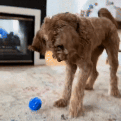 Bounce Ball: Interactive LED Light-Up Toy for Dogs & Cats