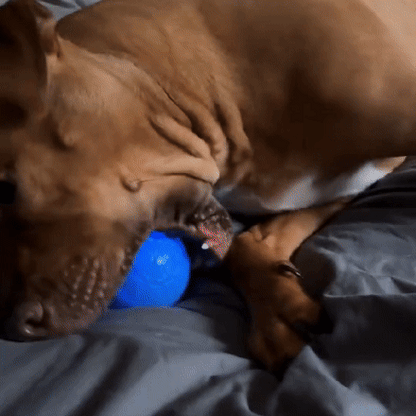 Bounce Ball: Interactive LED Light-Up Toy for Dogs & Cats
